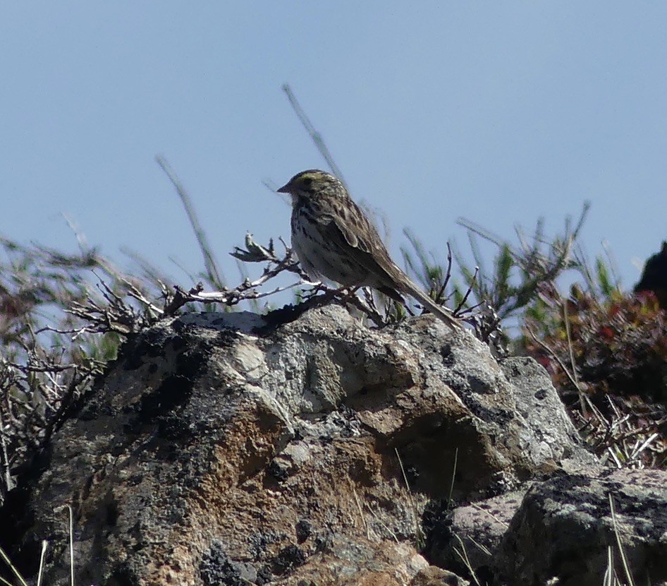 Savannah Sparrow - ML620664133