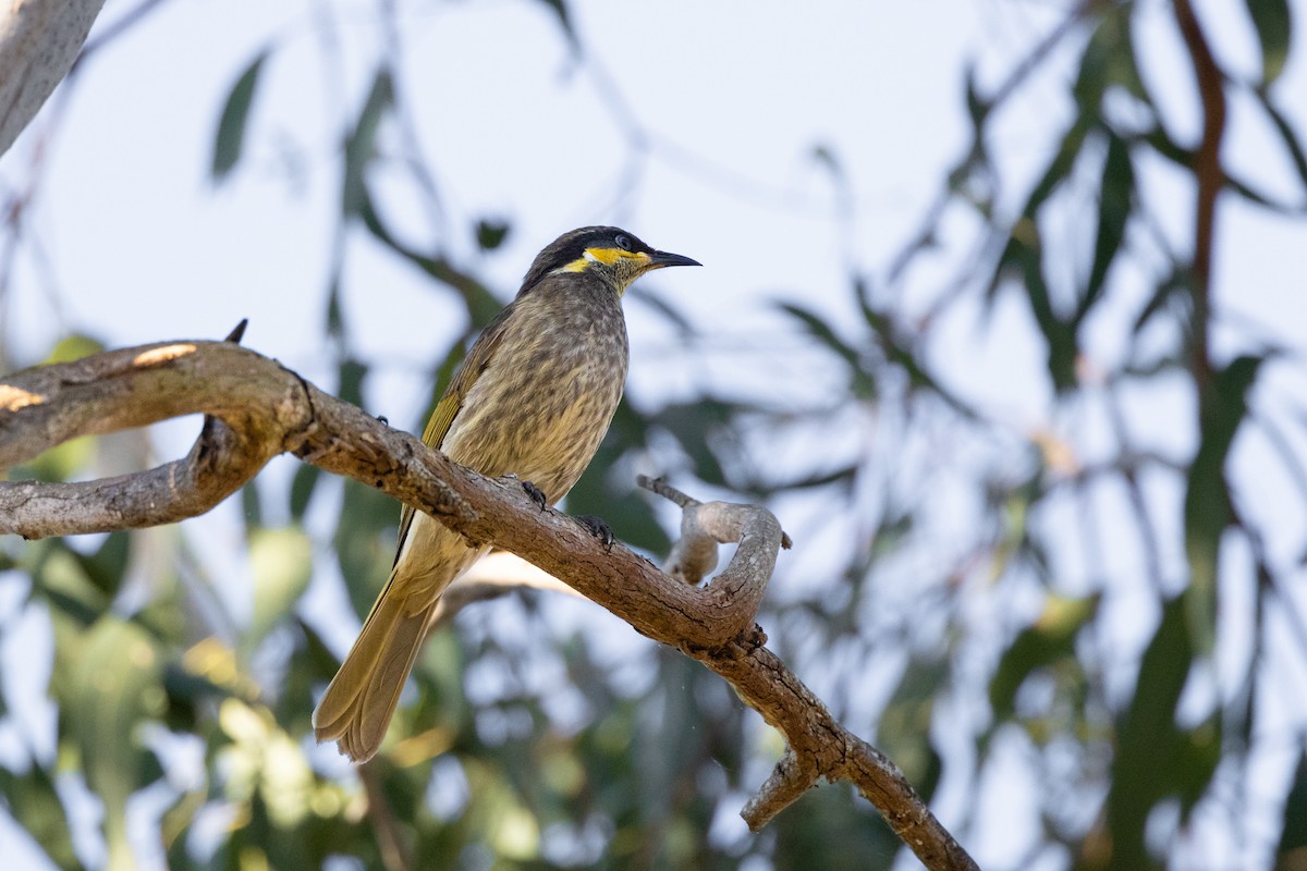 Mangrove Honeyeater - ML620664139