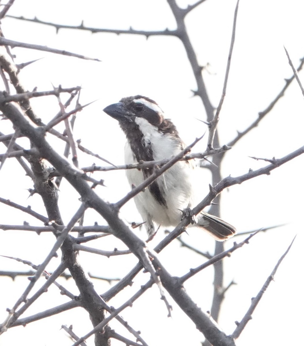 Kara Gerdanlı Barbet - ML620664140