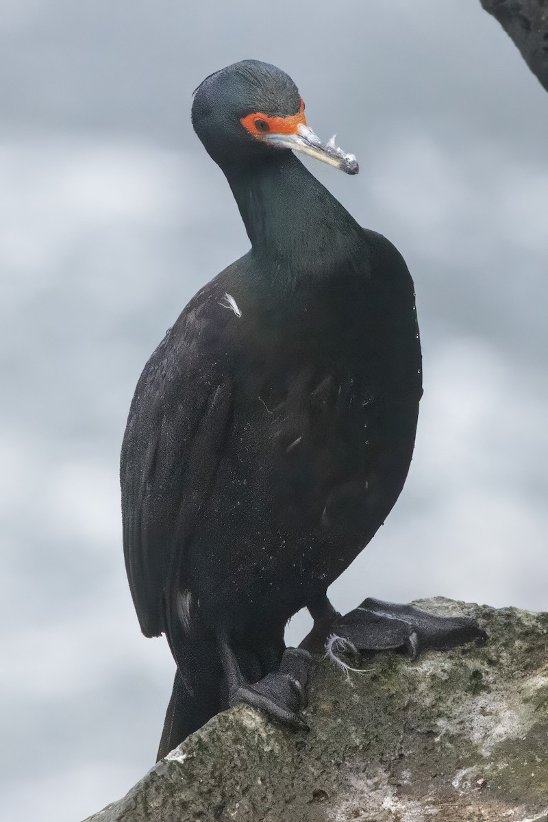 Red-faced Cormorant - ML620664141