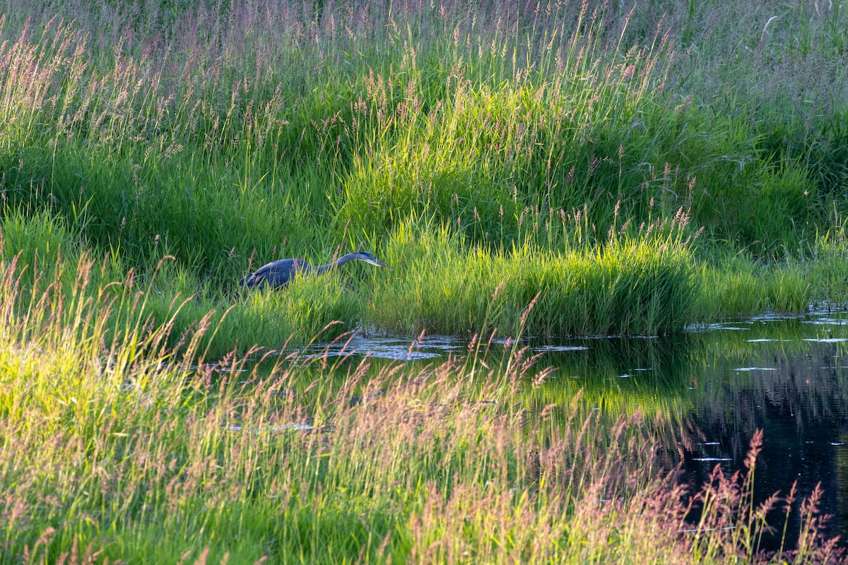 Great Blue Heron - ML620664142