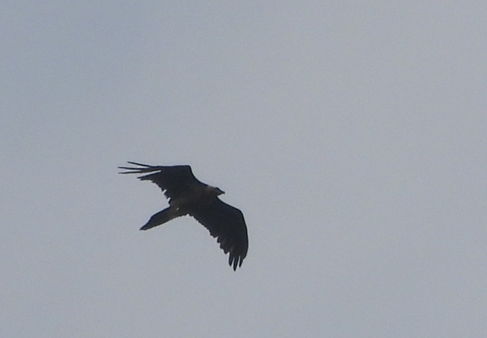 Bearded Vulture - ML620664143