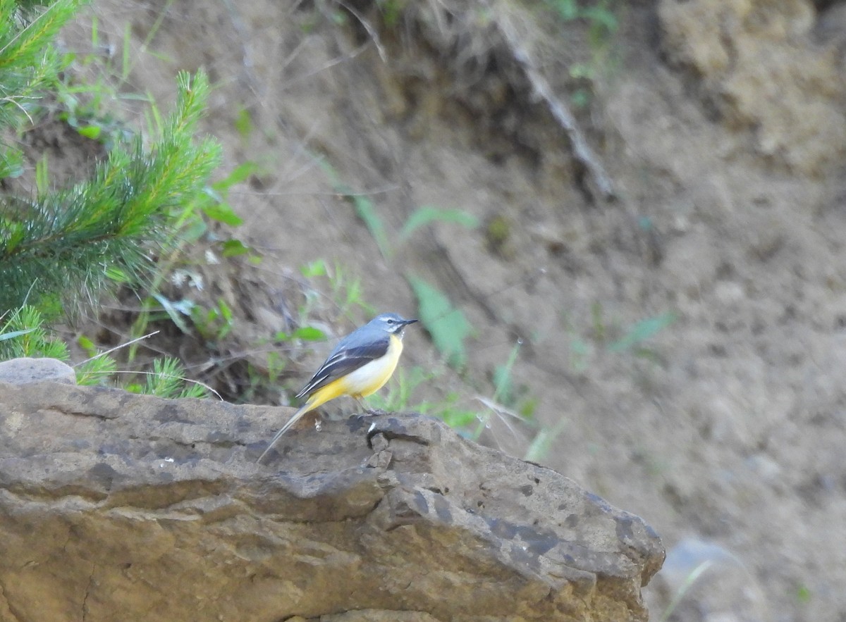 Gray Wagtail - ML620664149