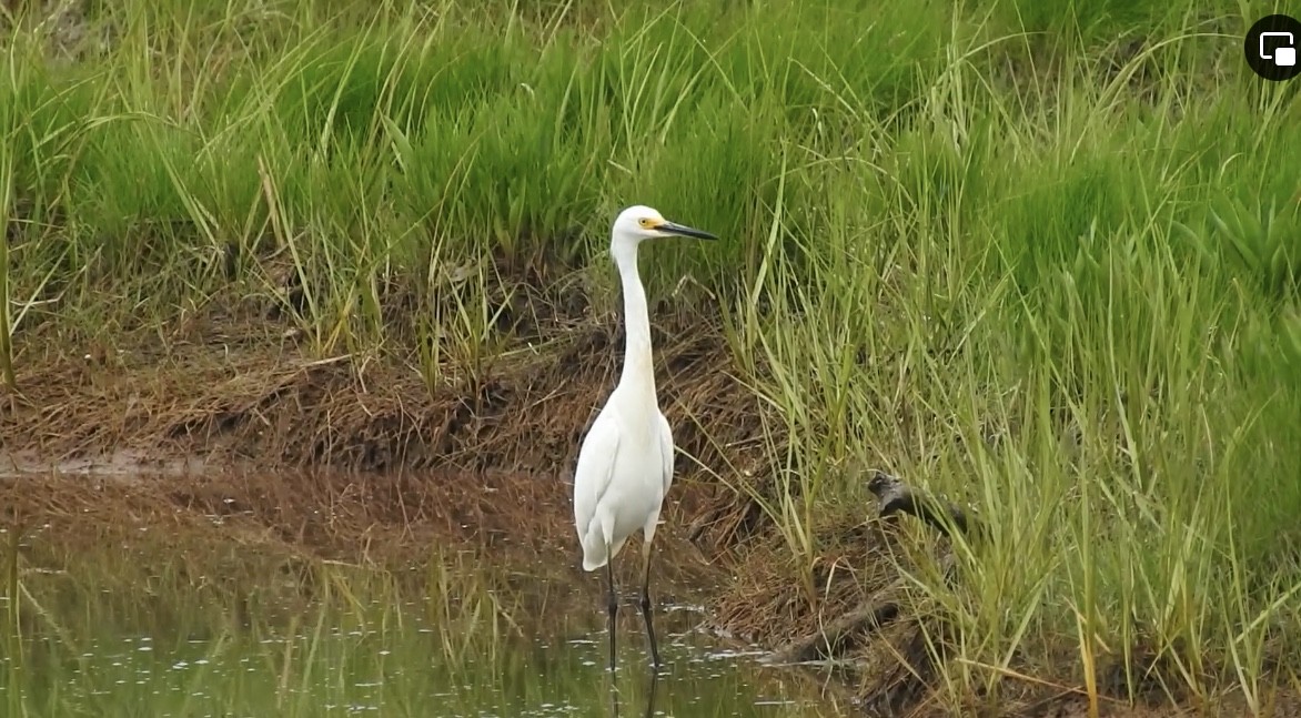 Snowy Egret - ML620664153