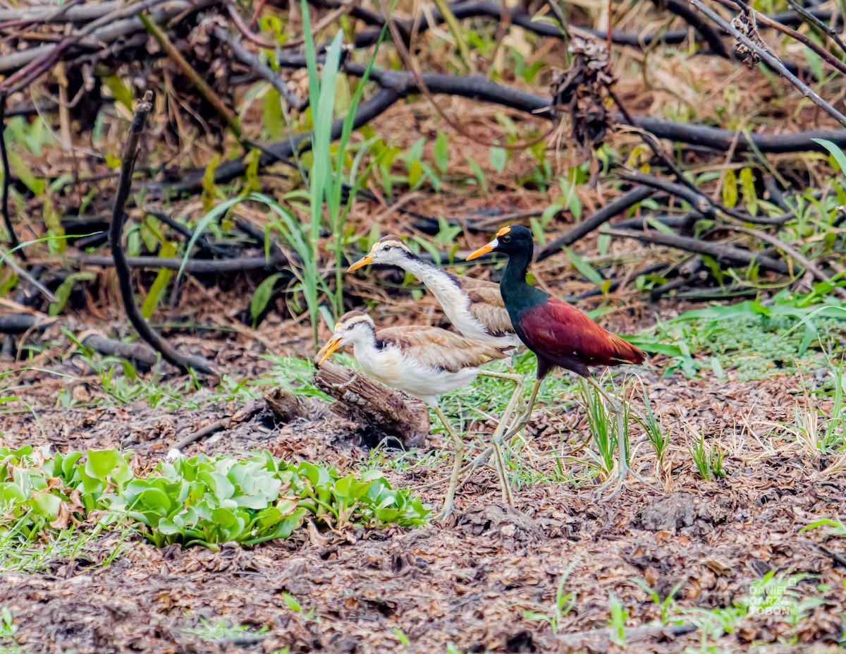 Jacana Centroamericana - ML620664156