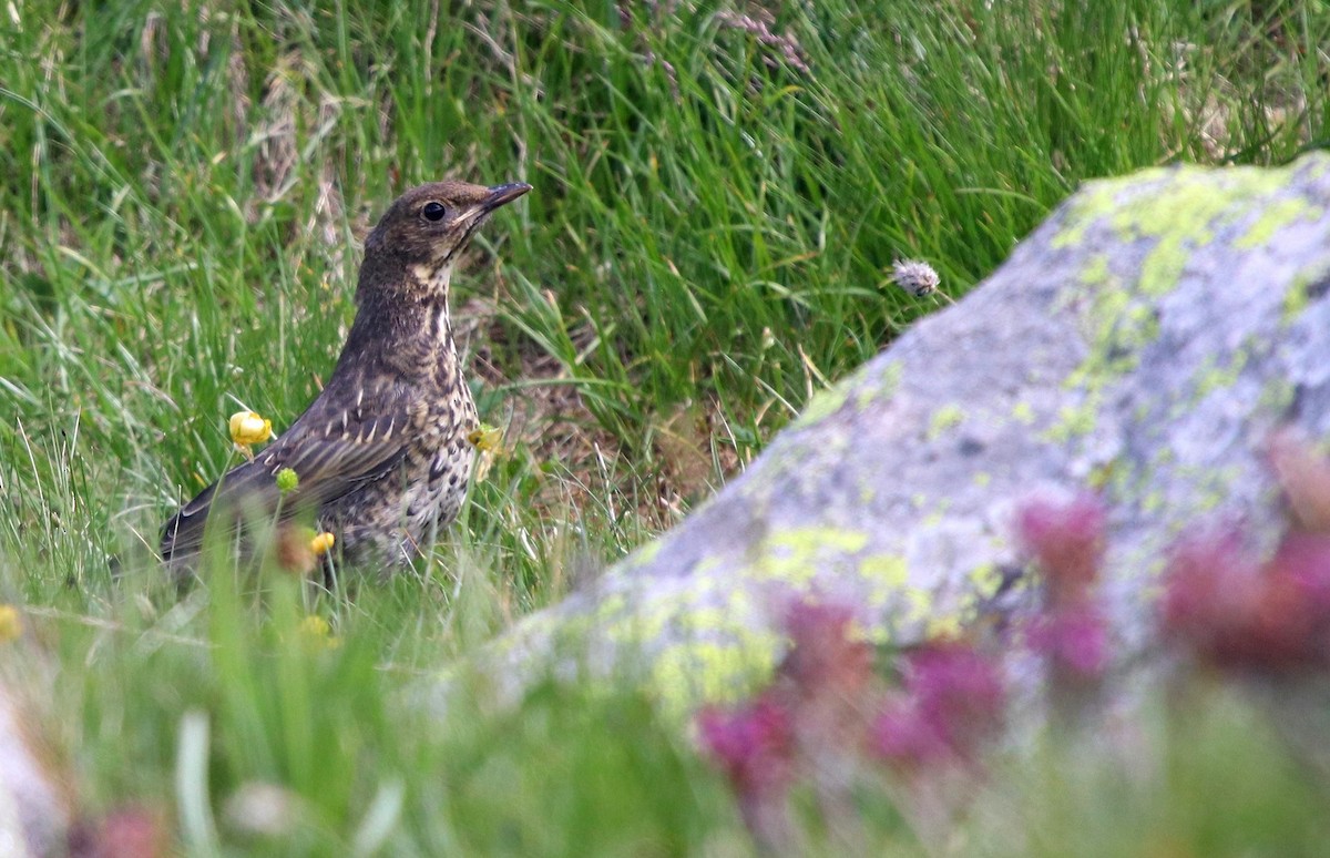 Ring Ouzel - ML620664159