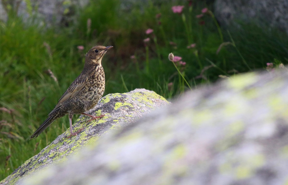 Ring Ouzel - ML620664160