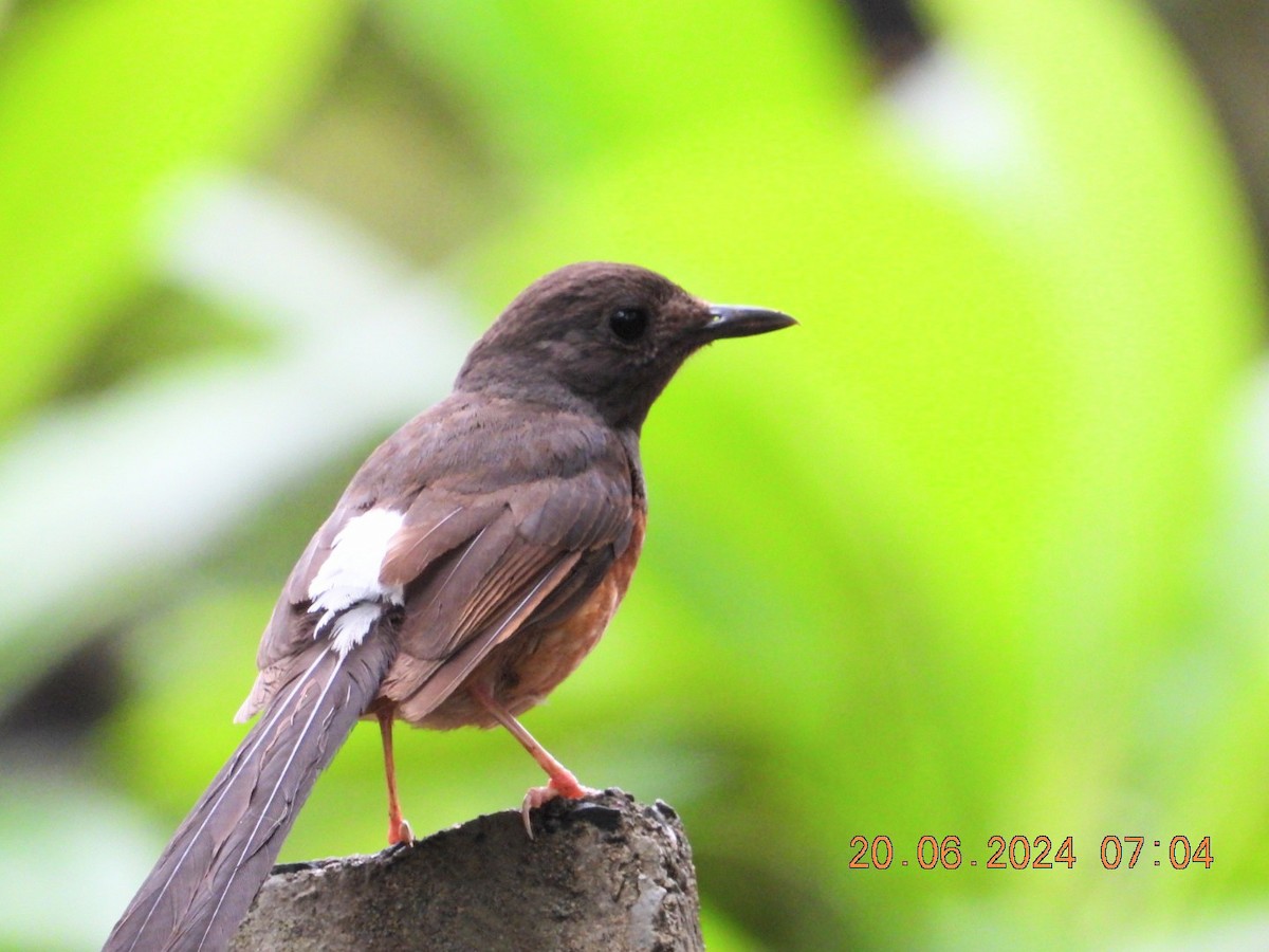 White-rumped Shama - ML620664163