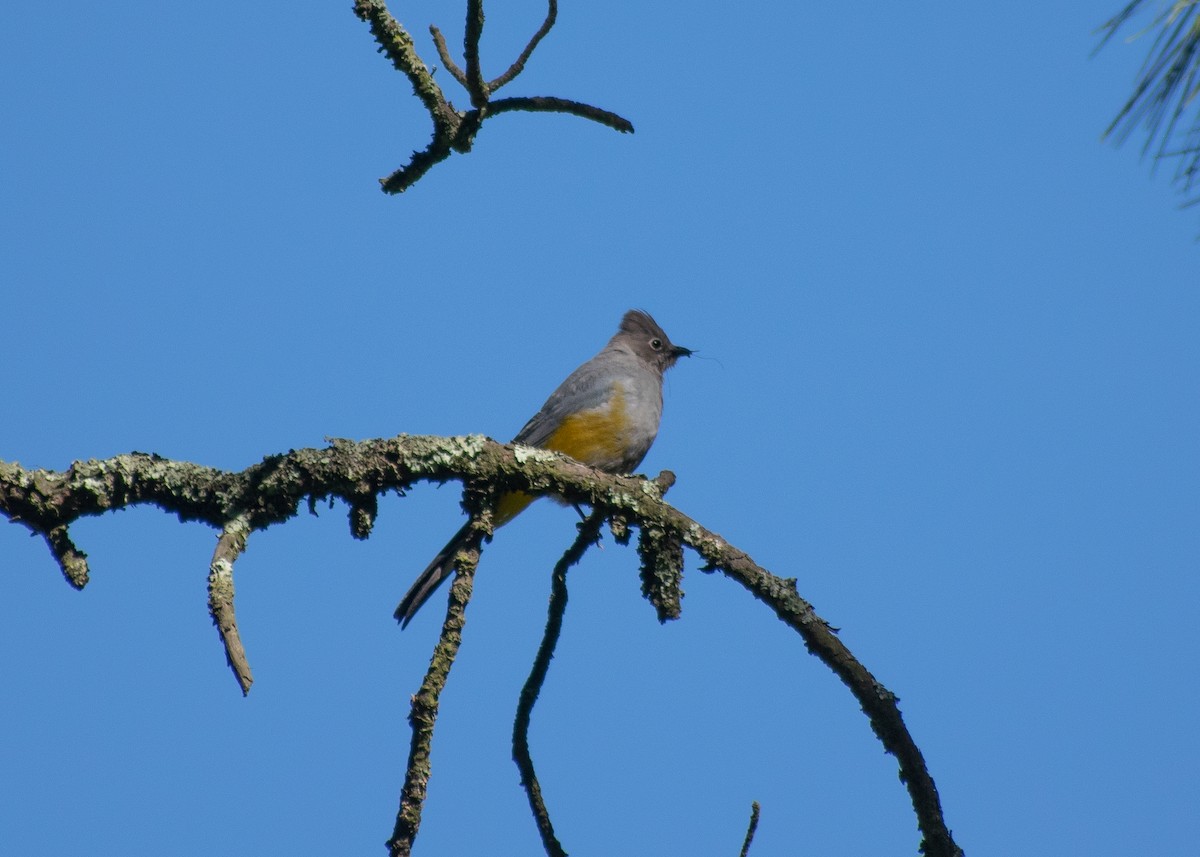 Gray Silky-flycatcher - ML620664164