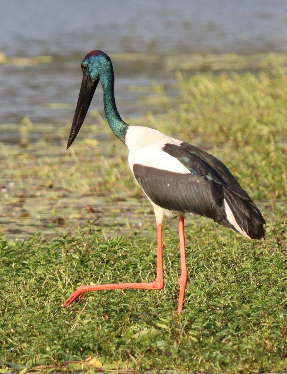 Black-necked Stork - ML620664169