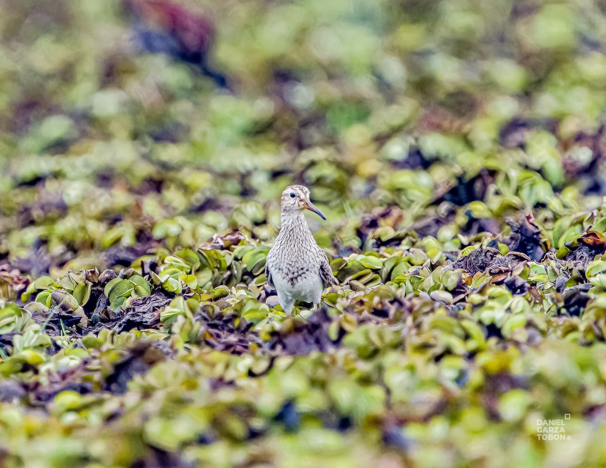 Pectoral Sandpiper - ML620664171