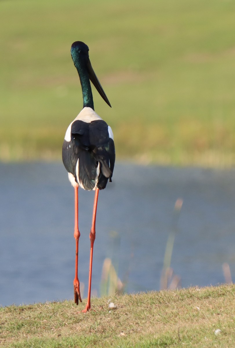 Black-necked Stork - ML620664174