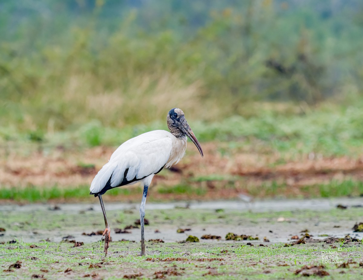 Wood Stork - ML620664175