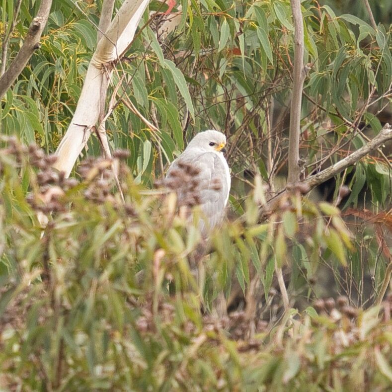 Gray Goshawk - ML620664176