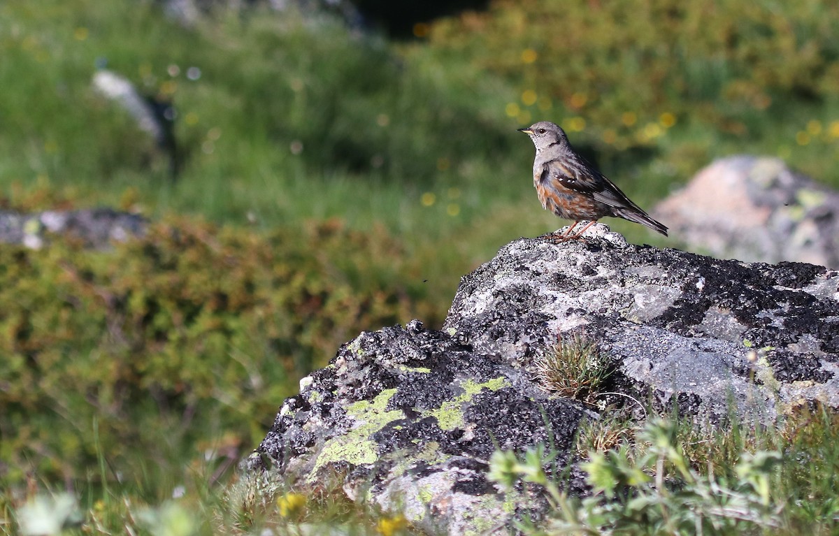 Alpine Accentor - Dimitar  Dimitrov