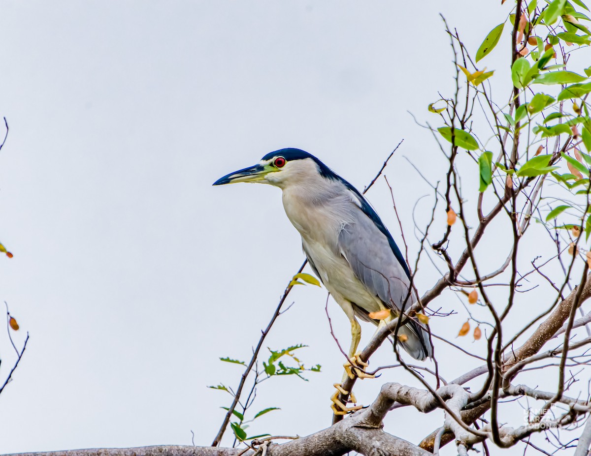 Black-crowned Night Heron (American) - ML620664181