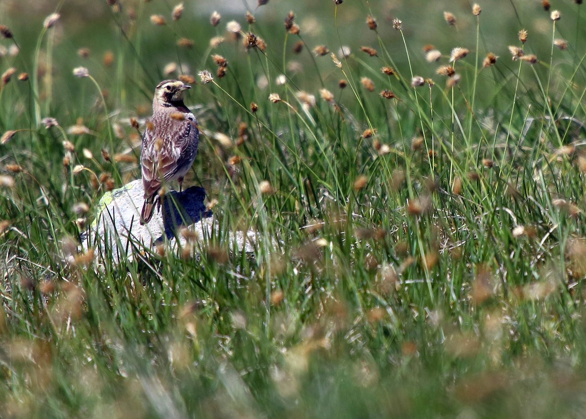 Horned Lark - ML620664183