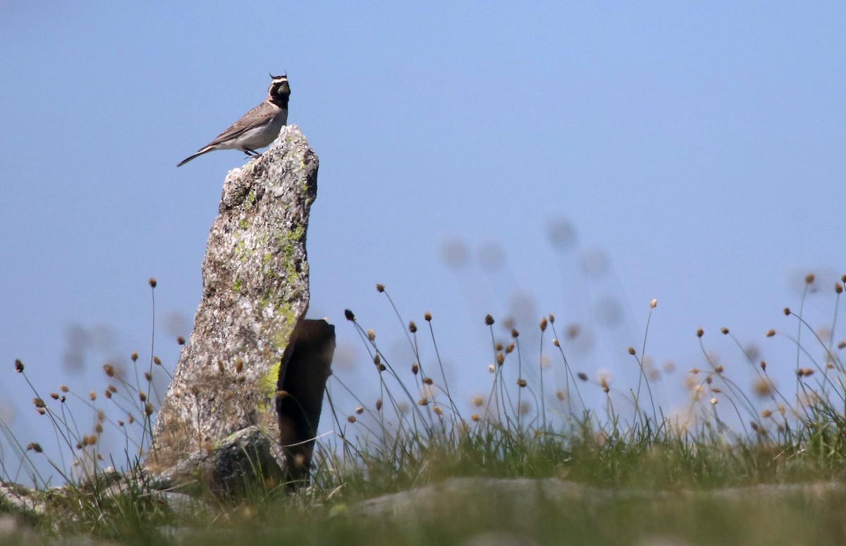 Horned Lark - ML620664184