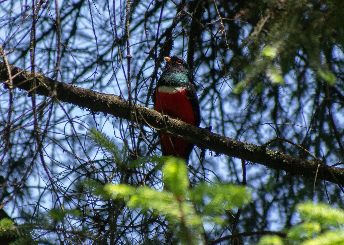 Trogon montagnard - ML620664185