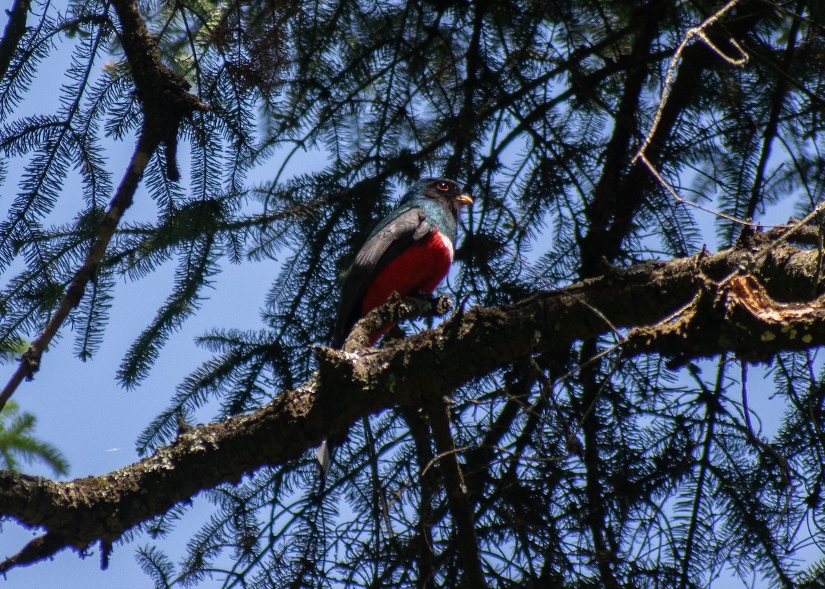 mexicotrogon - ML620664186