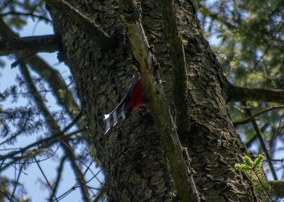 trogon mexický - ML620664187