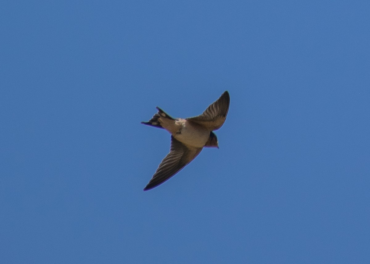 Barn Swallow (American) - ML620664189