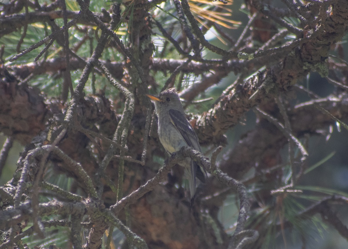 Greater Pewee (Mexican) - ML620664190