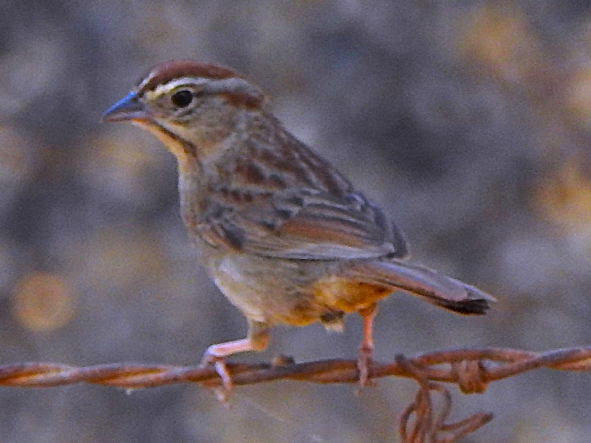 Rufous-crowned Sparrow - ML620664191