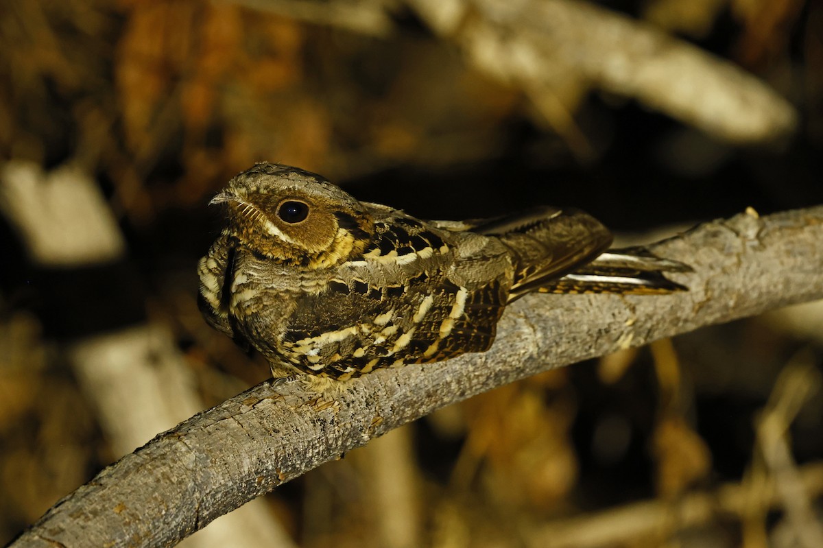 Large-tailed Nightjar - ML620664192