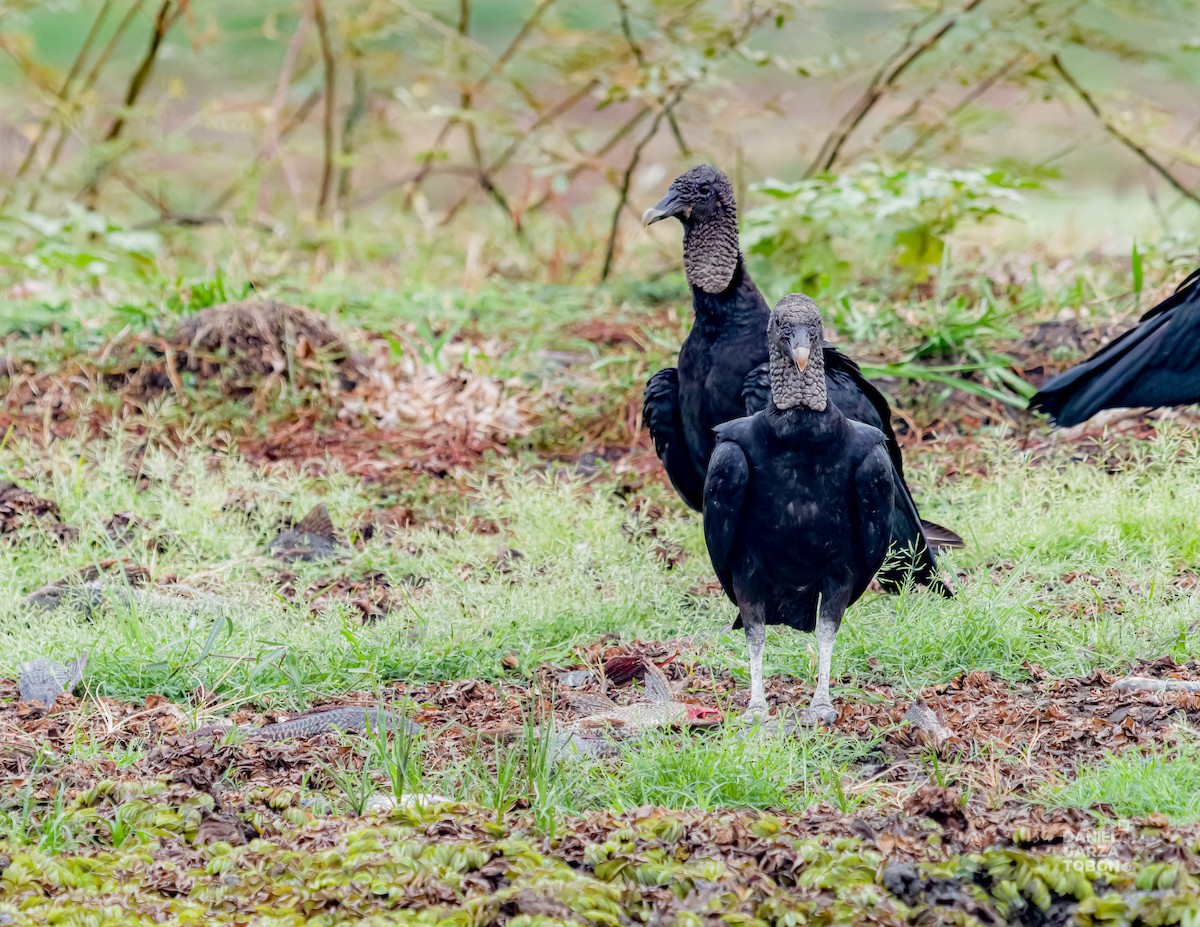 Black Vulture - ML620664193