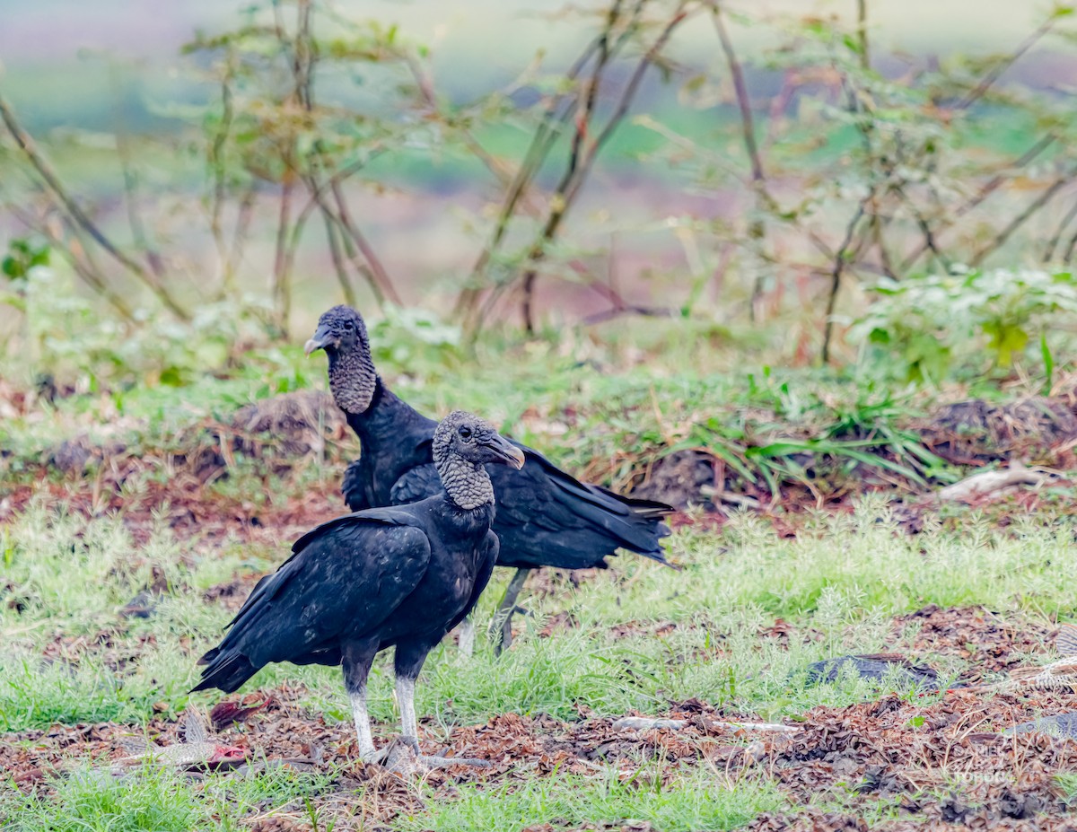 Black Vulture - Daniel  Garza Tobón