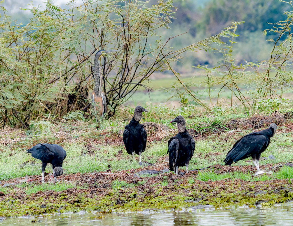 Black Vulture - ML620664195