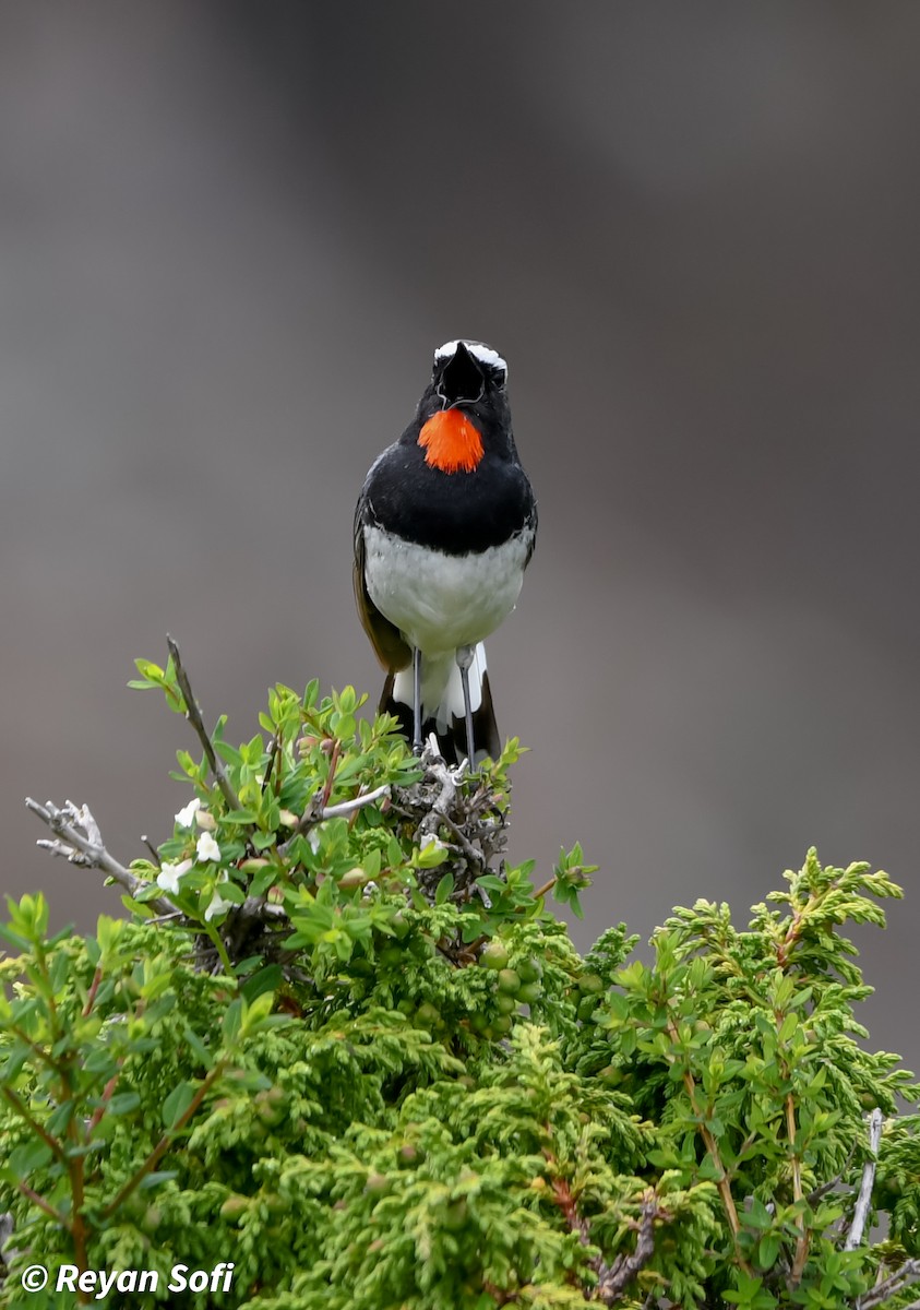 Himalayan Rubythroat - ML620664196