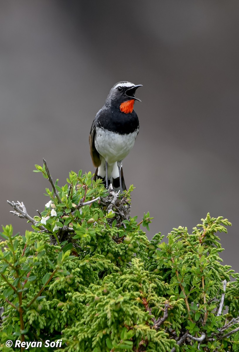 Himalayan Rubythroat - ML620664197