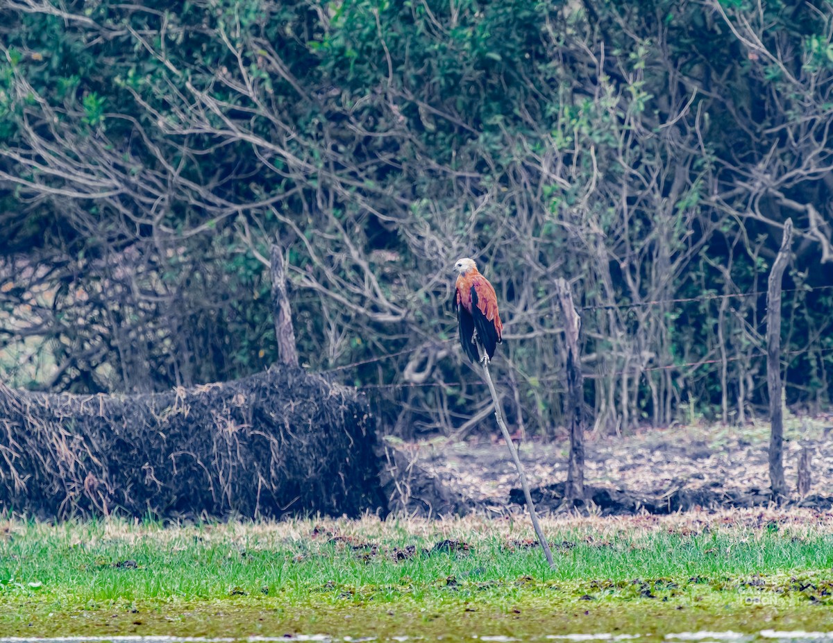 Black-collared Hawk - ML620664198