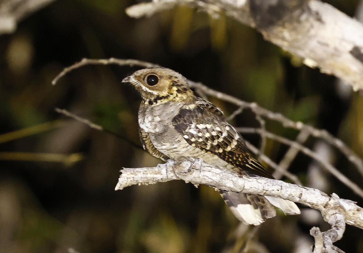 Large-tailed Nightjar - ML620664199