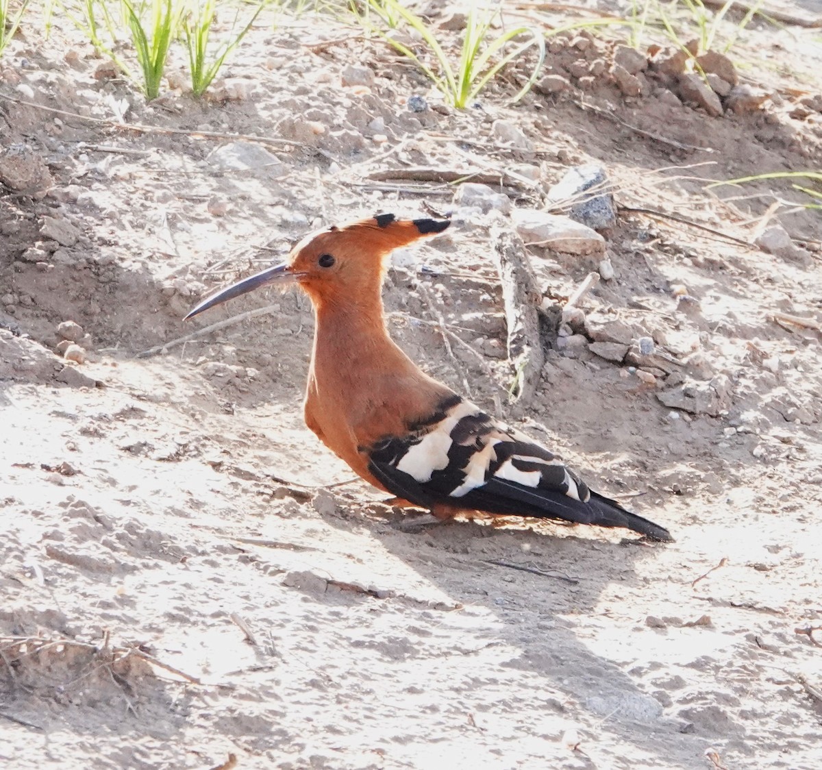 Eurasian Hoopoe - ML620664200