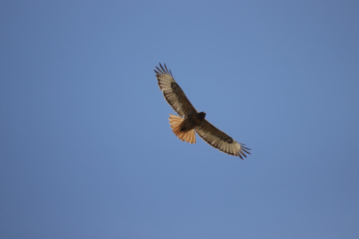 Red-tailed Hawk - ML620664201