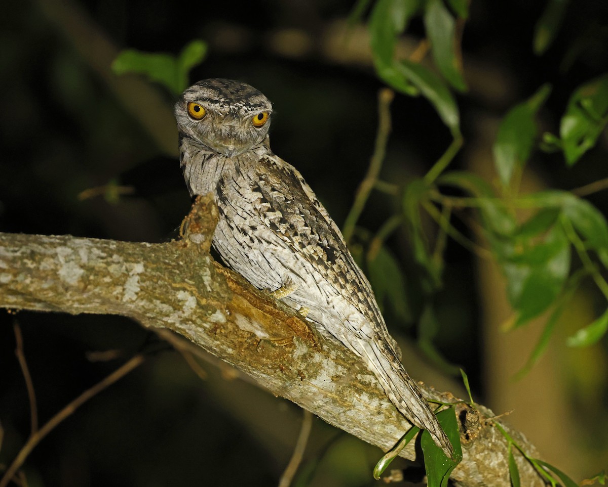 Tawny Frogmouth - ML620664202