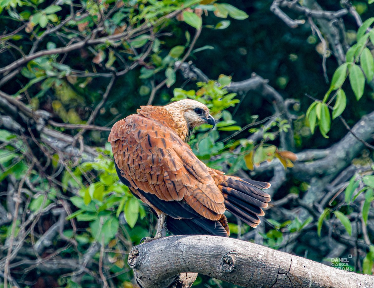 Black-collared Hawk - ML620664203