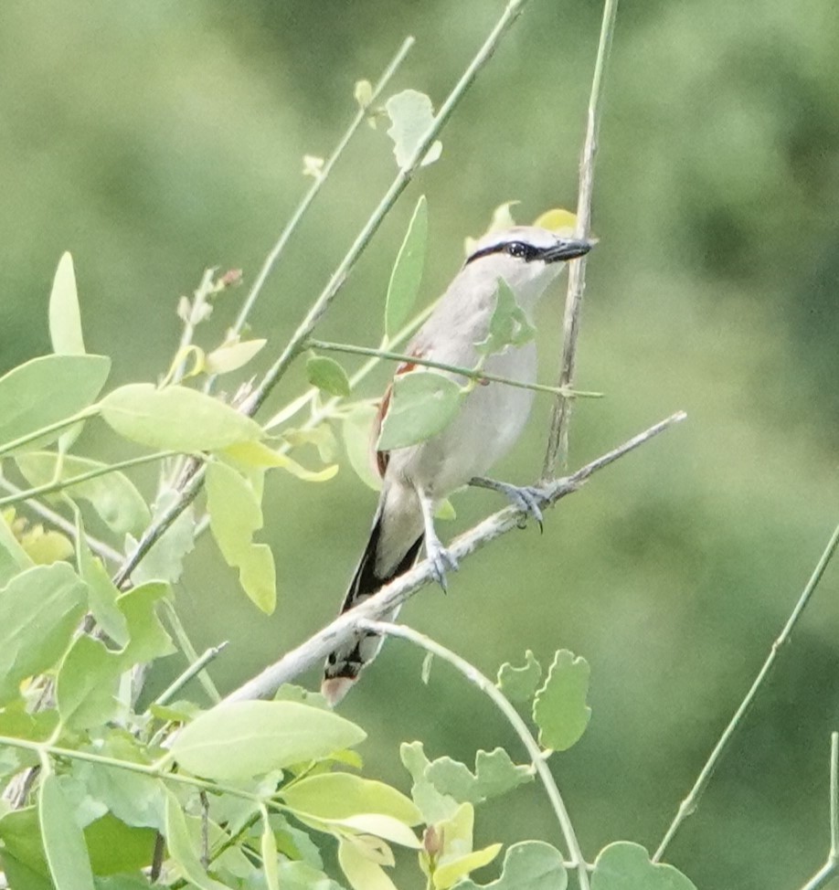 Black-crowned Tchagra - ML620664204