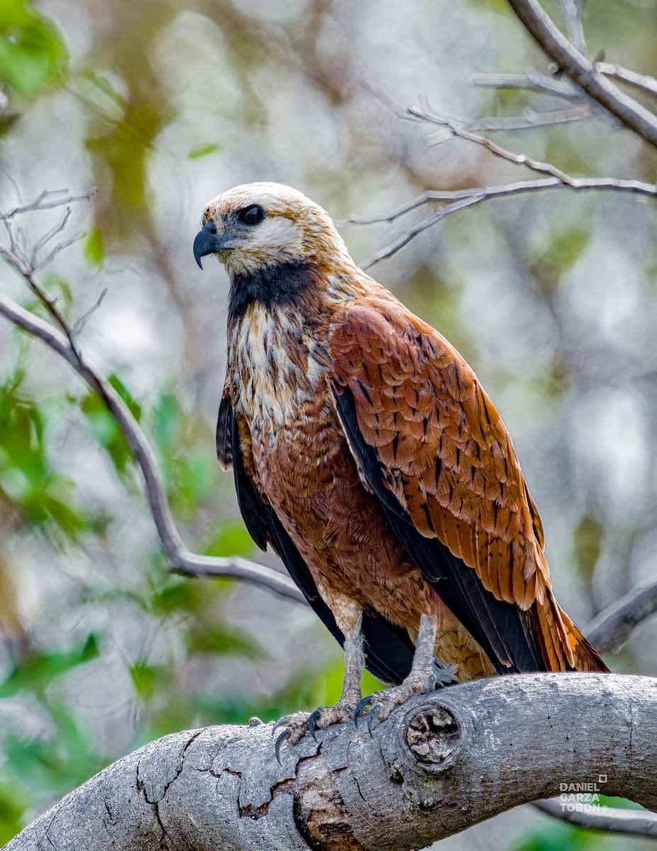 Black-collared Hawk - ML620664205