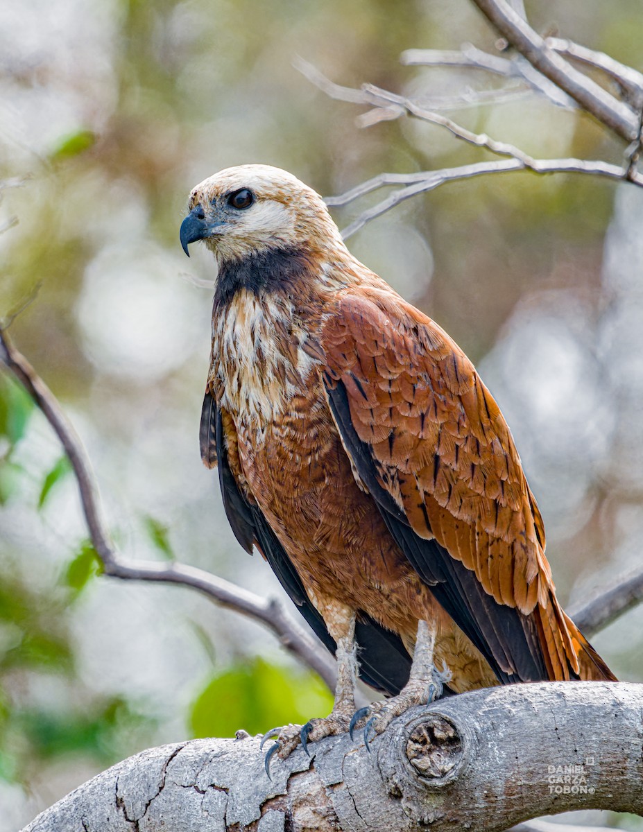 Black-collared Hawk - ML620664207