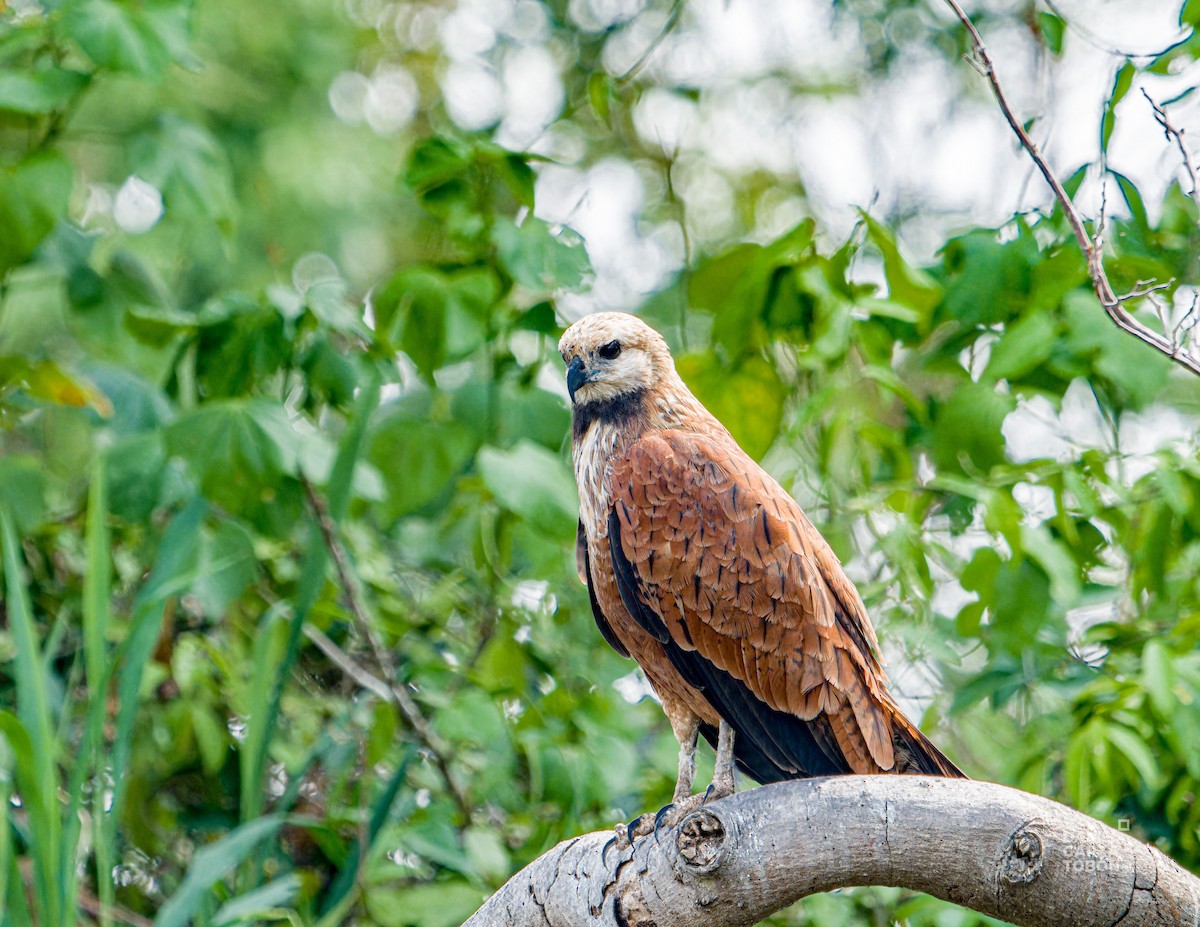 Black-collared Hawk - ML620664208