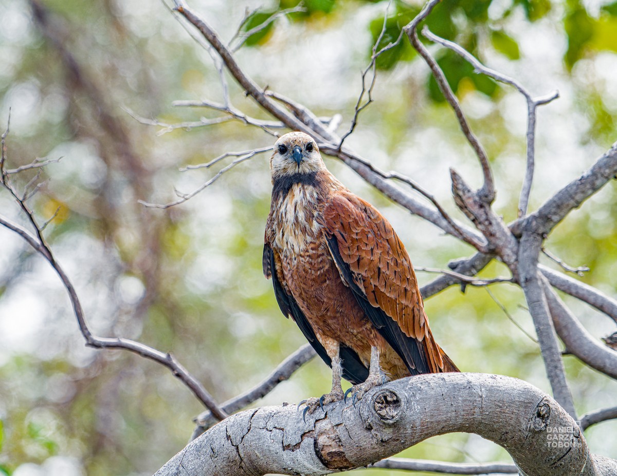 Black-collared Hawk - ML620664211