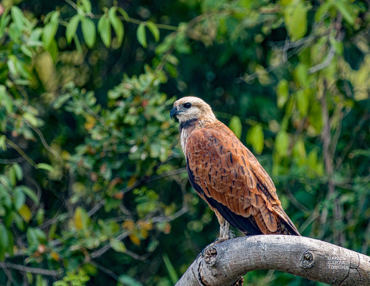 Black-collared Hawk - ML620664212