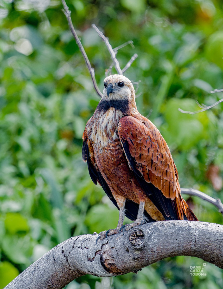 Black-collared Hawk - ML620664213