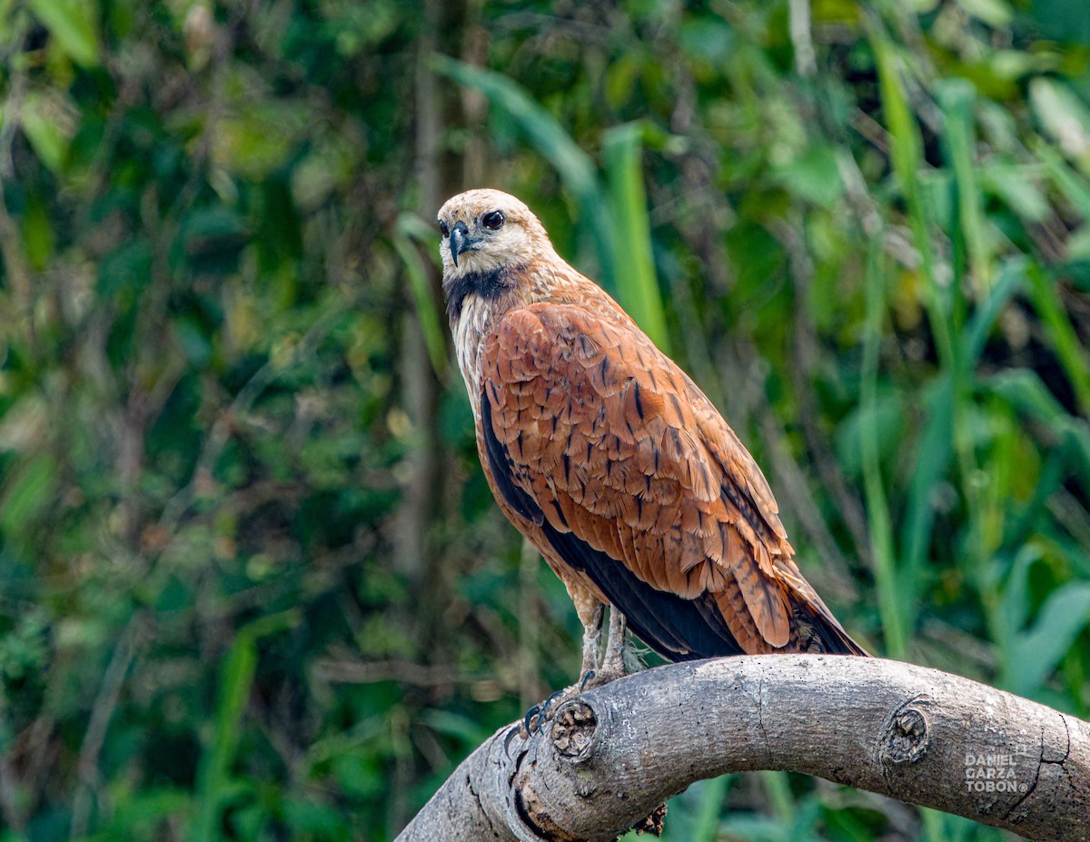 Black-collared Hawk - ML620664214