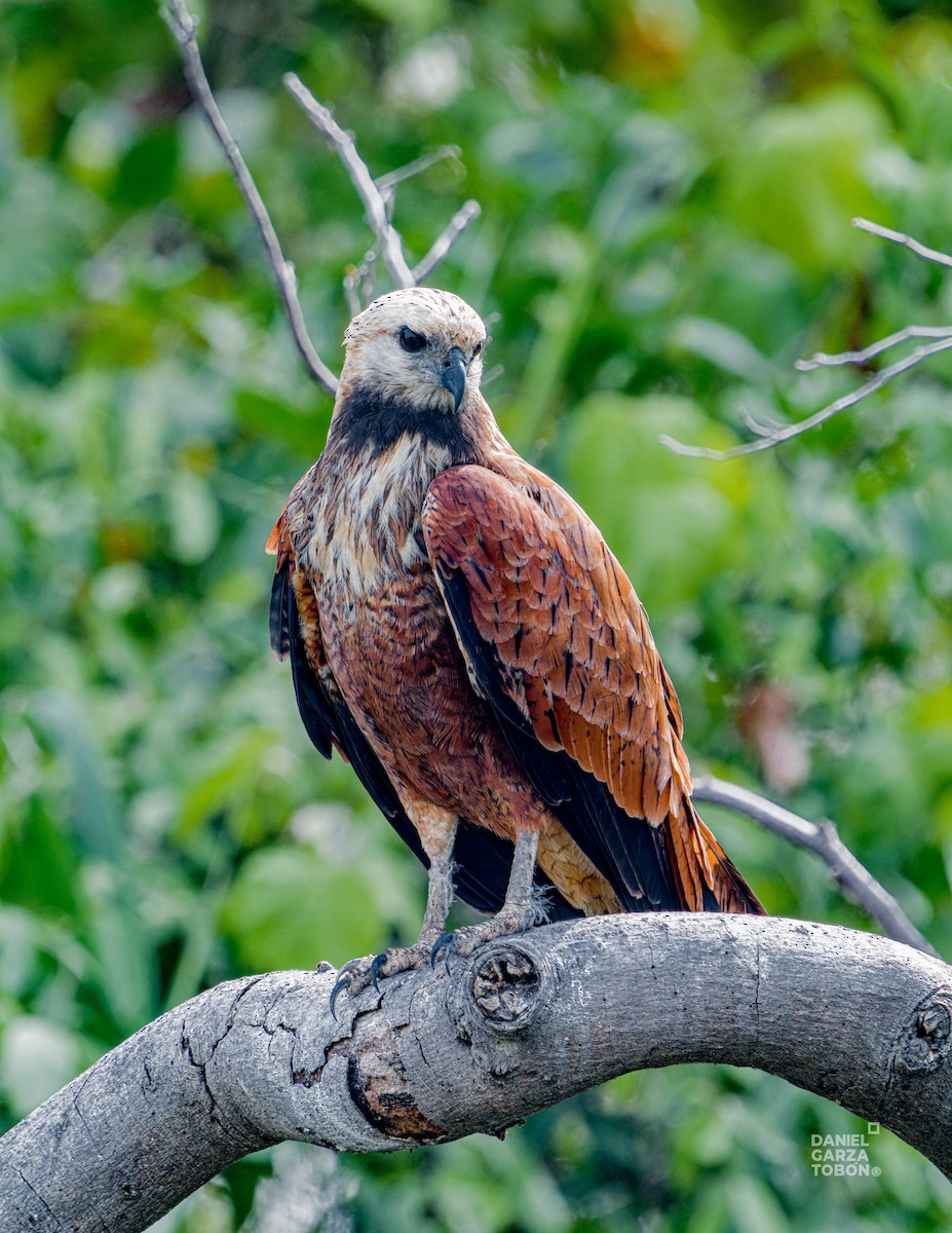 Black-collared Hawk - ML620664217