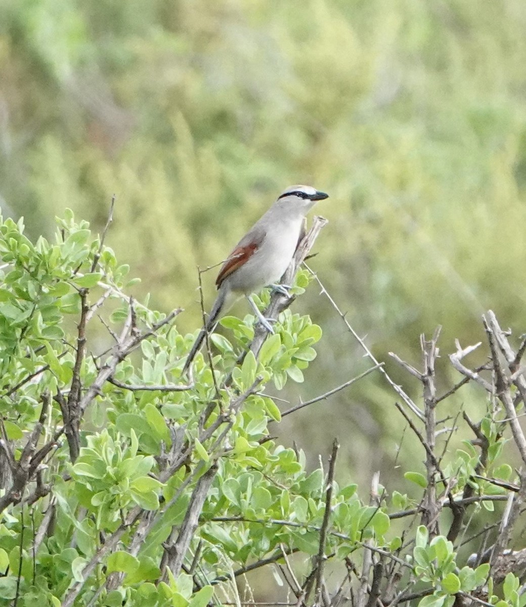 Black-crowned Tchagra - ML620664218